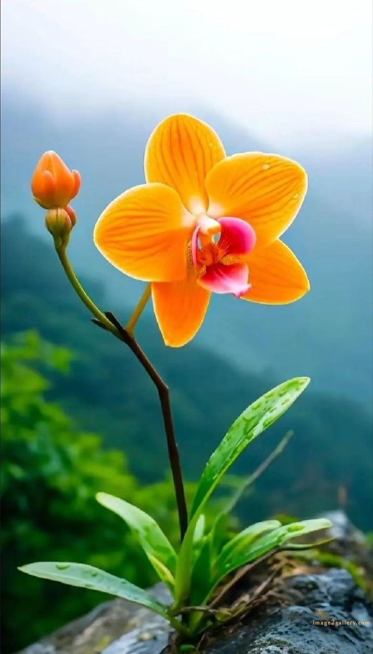 700+ Cute Flower Wallpaper Free Download | Beautiful Flowers Wallpapers for Mobile | 24 beautiful flower wallpaper iphone -(22)