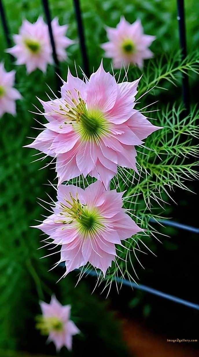 700+ Cute Flower Wallpaper Free Download | Beautiful Flowers Wallpapers for Mobile | 22 beautiful flower wallpaper iphone -(24)
