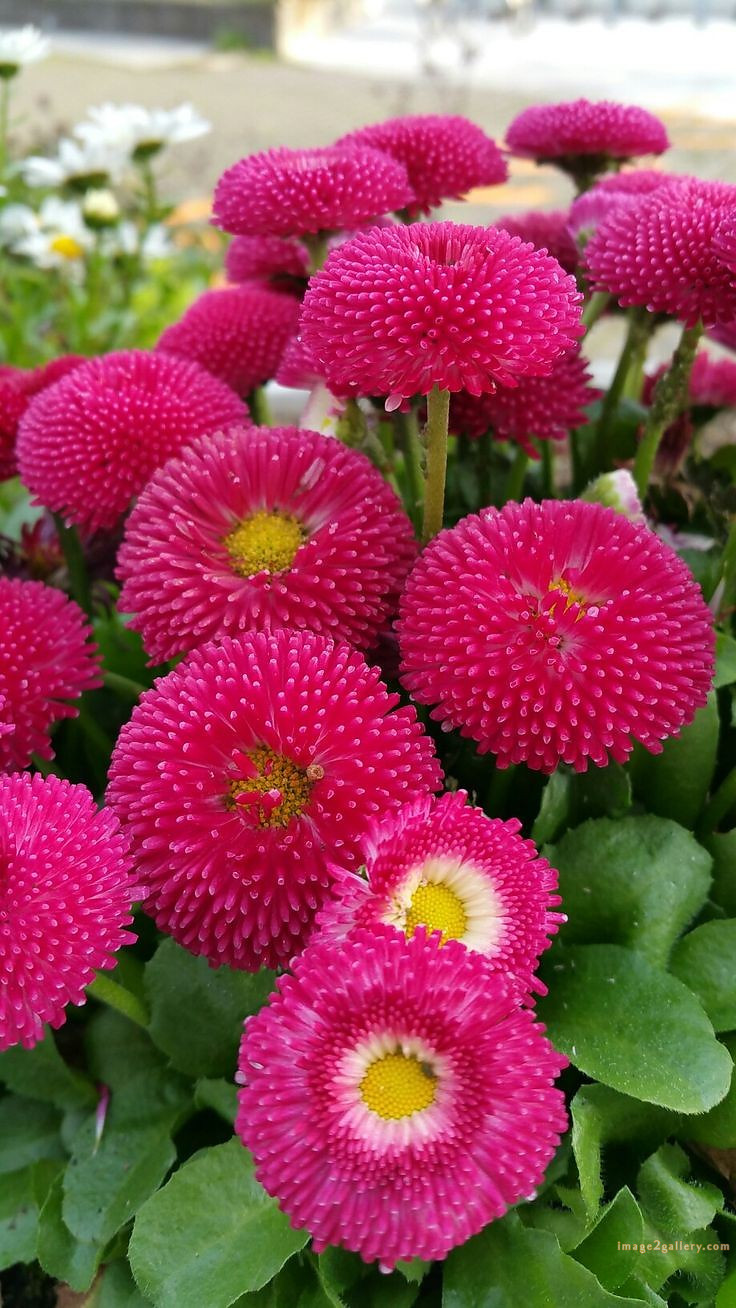 700+ Cute Flower Wallpaper Free Download | Beautiful Flowers Wallpapers for Mobile | 78 beautiful flower wallpaper iphone -(25)