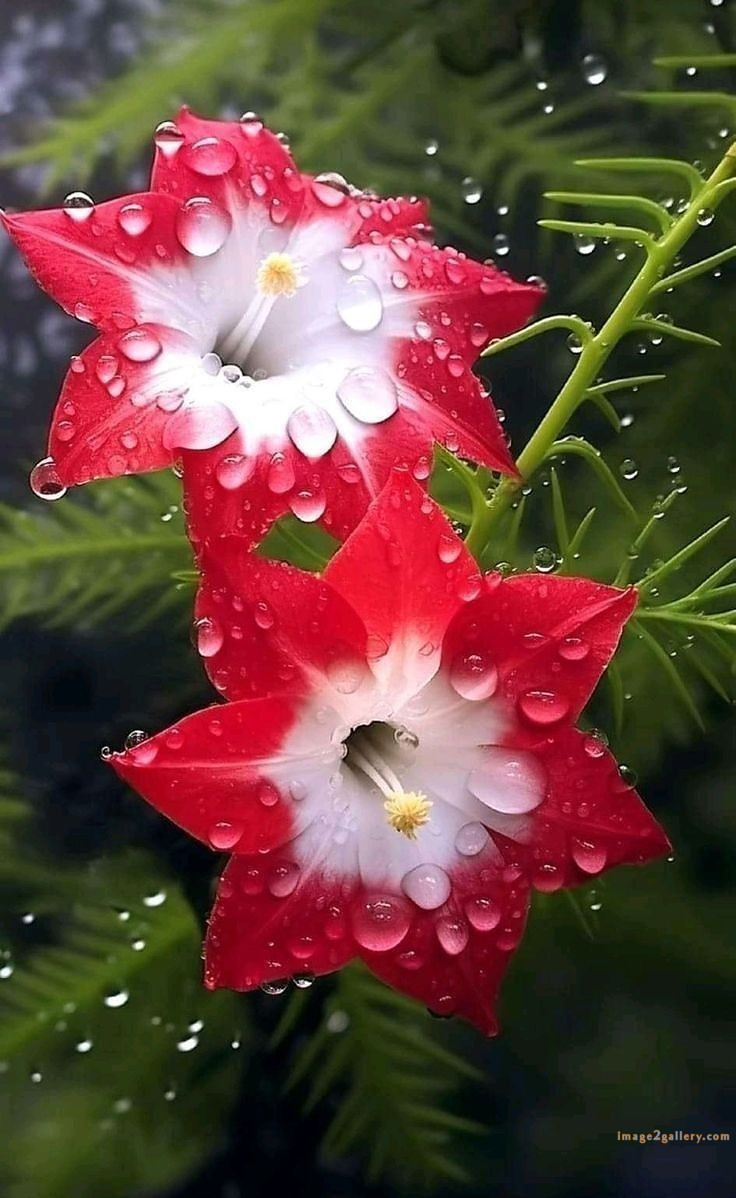 700+ Cute Flower Wallpaper Free Download | Beautiful Flowers Wallpapers for Mobile | 79 beautiful flower wallpaper iphone -(26)