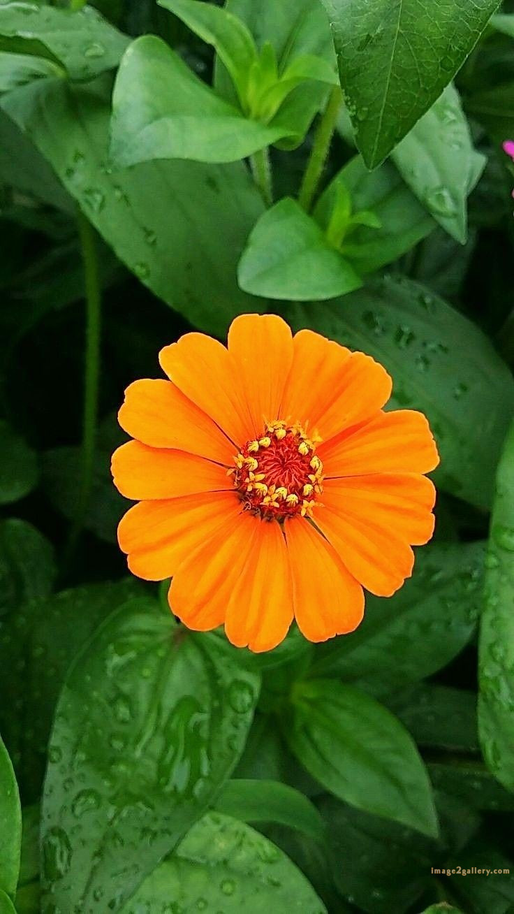 700+ Cute Flower Wallpaper Free Download | Beautiful Flowers Wallpapers for Mobile | 76 beautiful flower wallpaper iphone -(27)