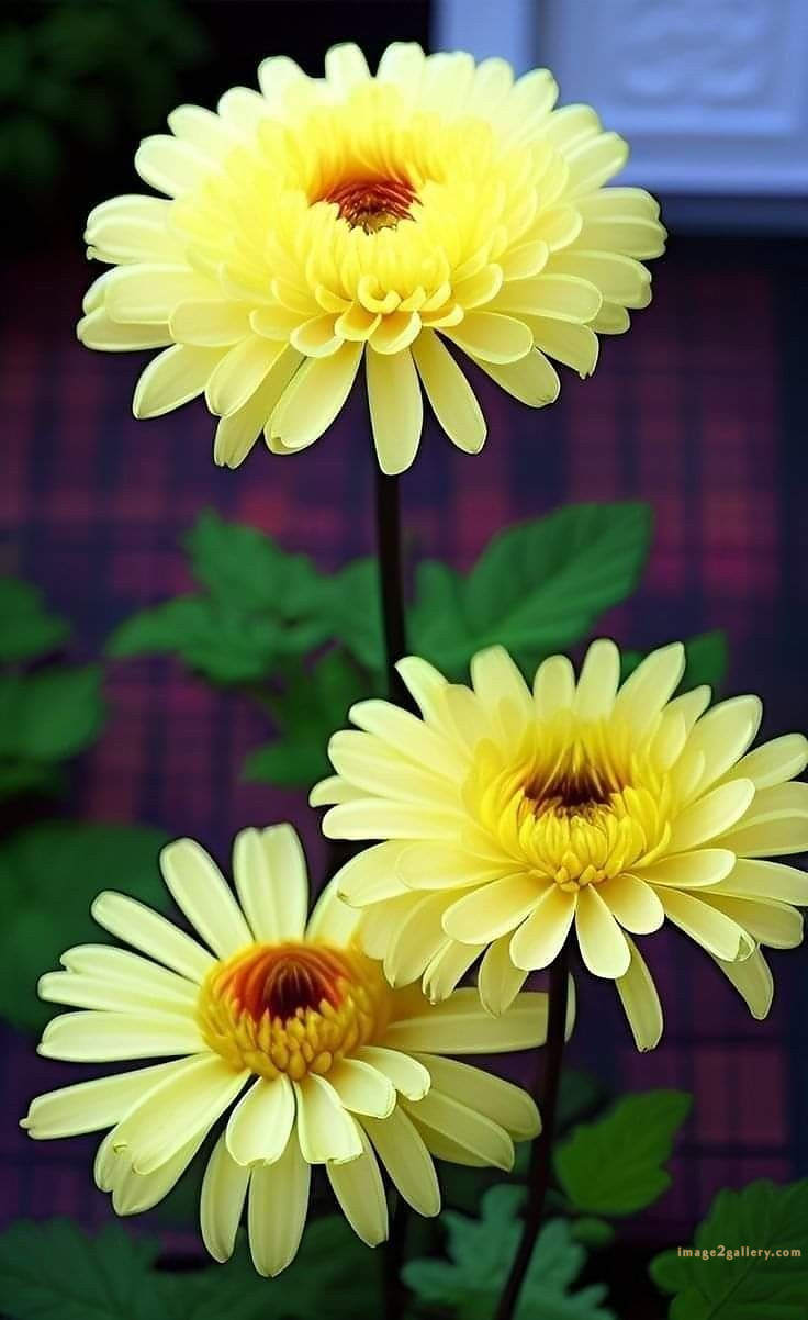 700+ Cute Flower Wallpaper Free Download | Beautiful Flowers Wallpapers for Mobile | 5 beautiful flower wallpaper iphone -(3)