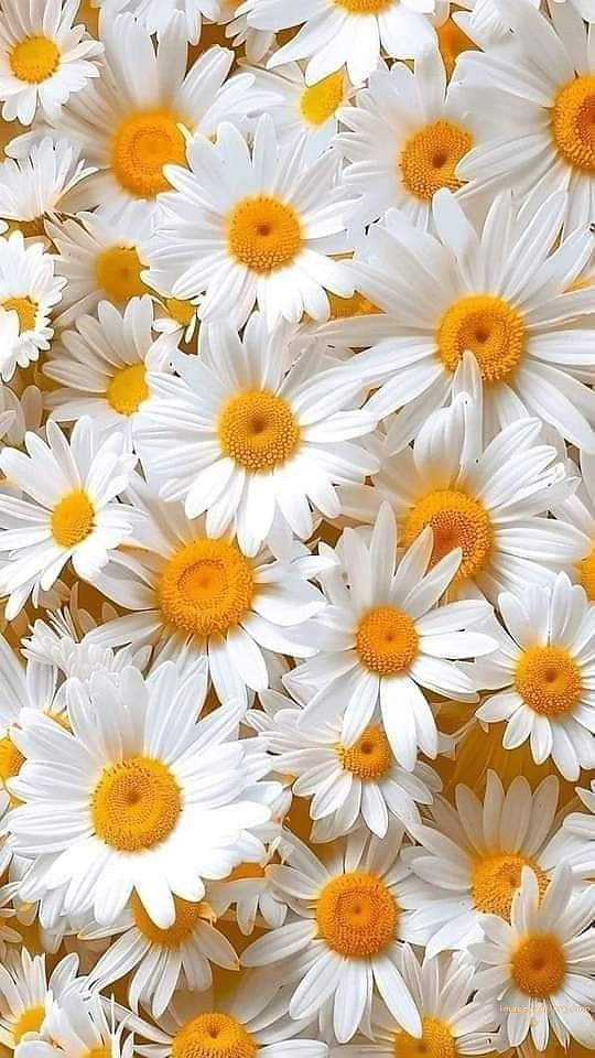 700+ Cute Flower Wallpaper Free Download | Beautiful Flowers Wallpapers for Mobile | 6 beautiful flower wallpaper iphone -(4)