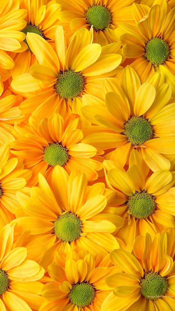 700+ Cute Flower Wallpaper Free Download | Beautiful Flowers Wallpapers for Mobile | 9 beautiful flower wallpaper iphone -(5)