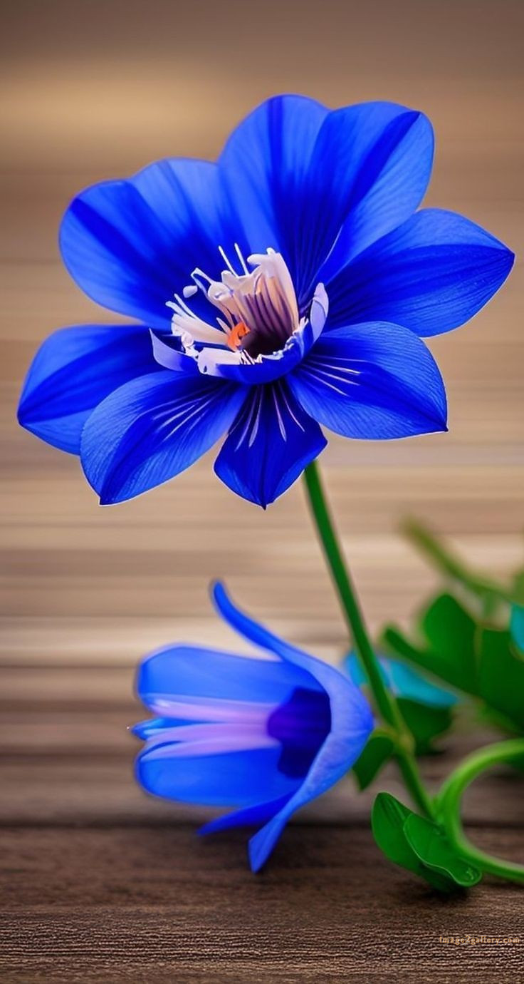700+ Cute Flower Wallpaper Free Download | Beautiful Flowers Wallpapers for Mobile | 4 beautiful flower wallpaper iphone -(6)