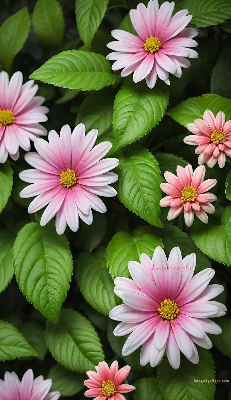 700+ Cute Flower Wallpaper Free Download | Beautiful Flowers Wallpapers for Mobile | 7 beautiful flower wallpaper iphone -(7)