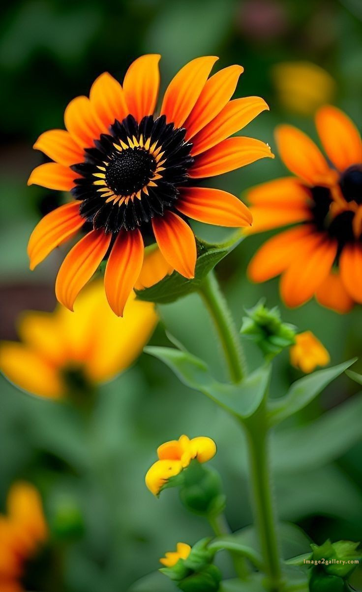 700+ Cute Flower Wallpaper Free Download | Beautiful Flowers Wallpapers for Mobile | 11 beautiful flower wallpaper iphone -(9)