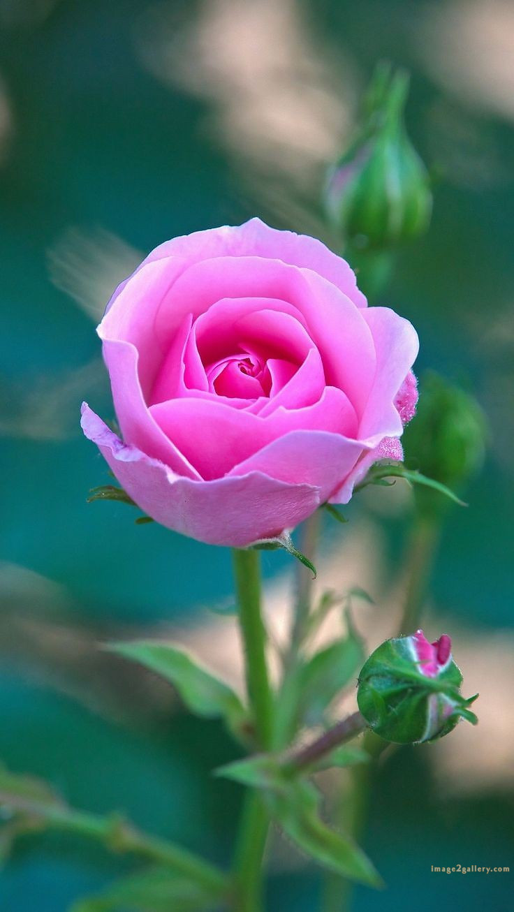 700+ Cute Flower Wallpaper Free Download | Beautiful Flowers Wallpapers for Mobile | 319 beautiful rose wallpaper -