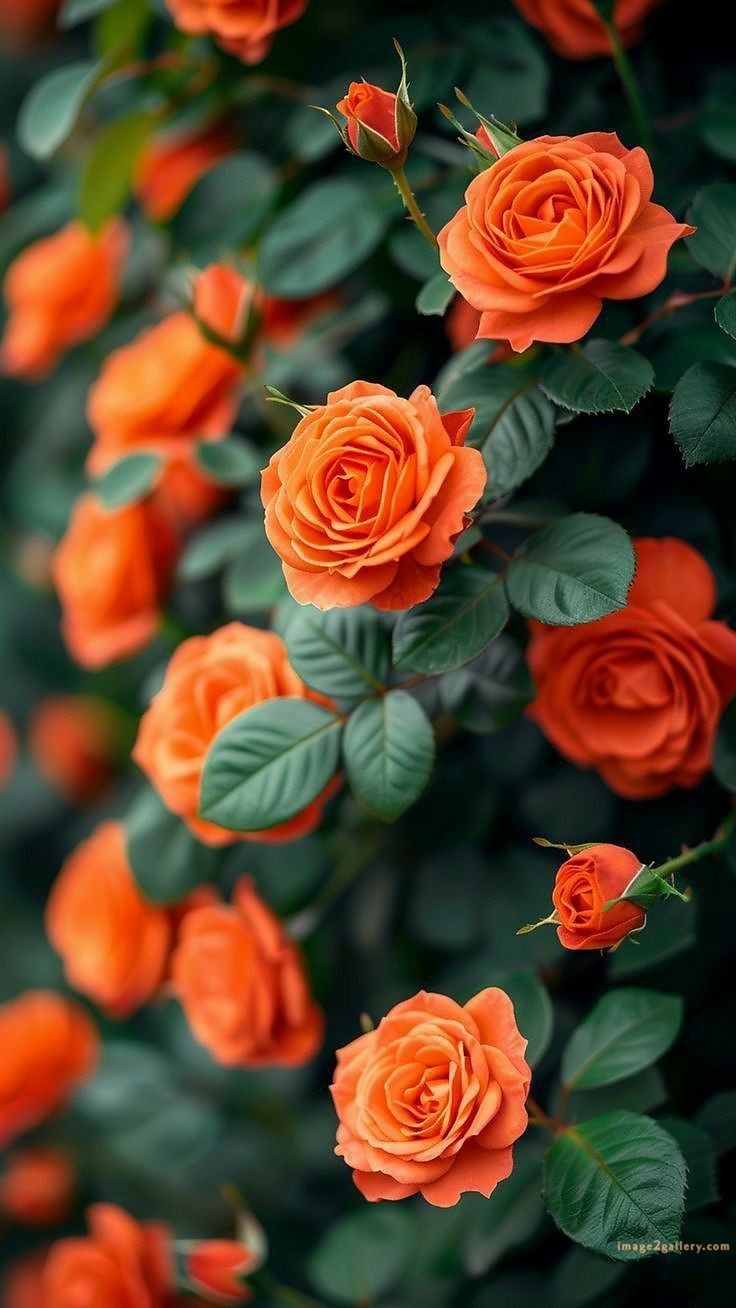 700+ Cute Flower Wallpaper Free Download | Beautiful Flowers Wallpapers for Mobile | 325 beautiful rose wallpaper -(11)