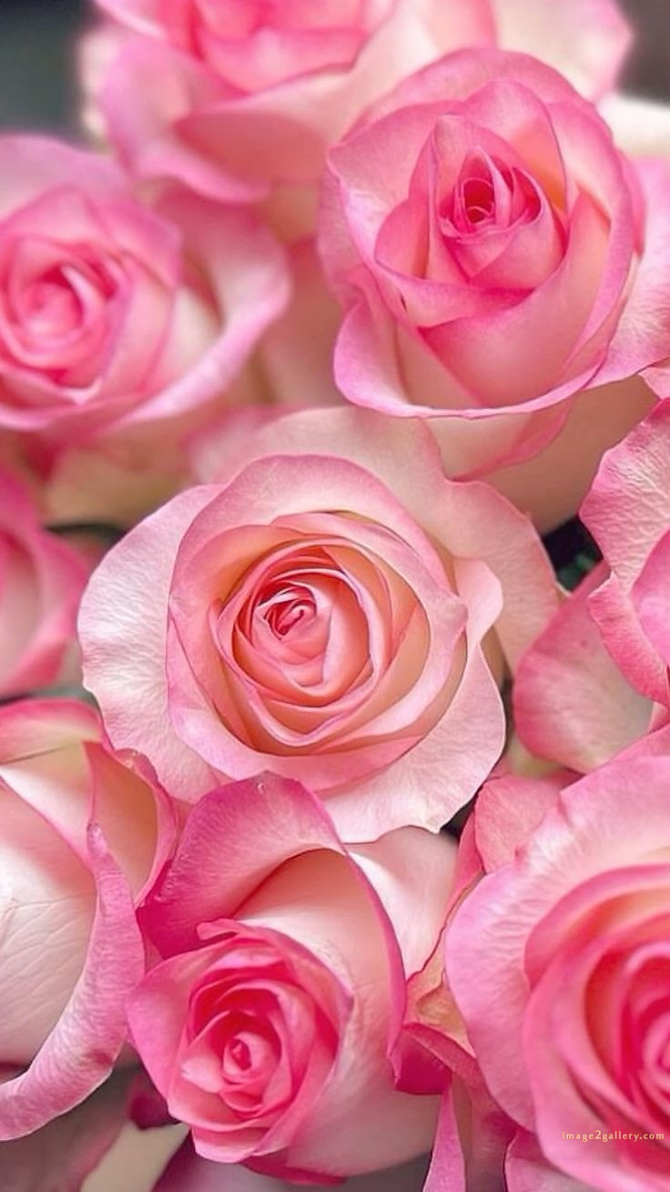 700+ Cute Flower Wallpaper Free Download | Beautiful Flowers Wallpapers for Mobile | 285 beautiful rose wallpaper -(2)