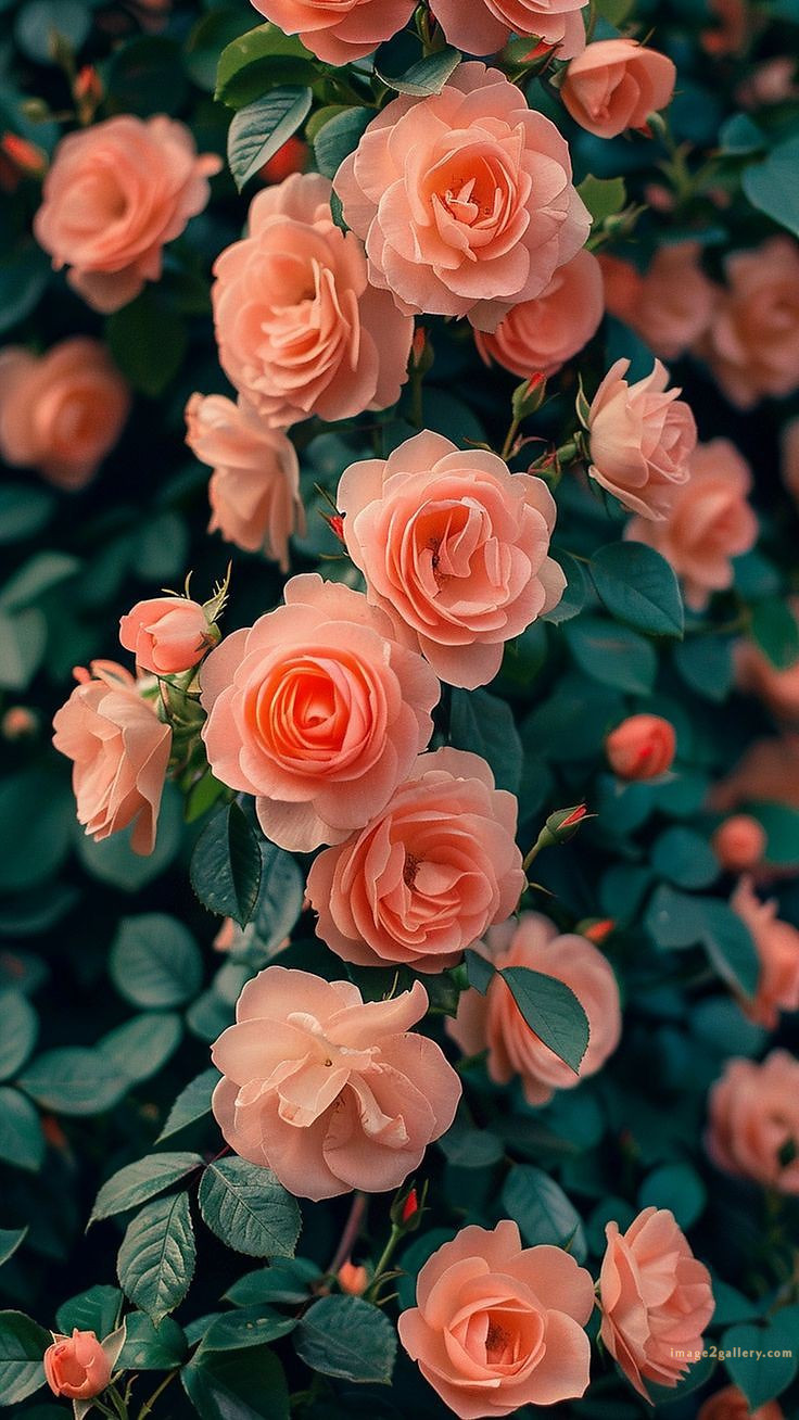 700+ Cute Flower Wallpaper Free Download | Beautiful Flowers Wallpapers for Mobile | 321 beautiful rose wallpaper -(3)