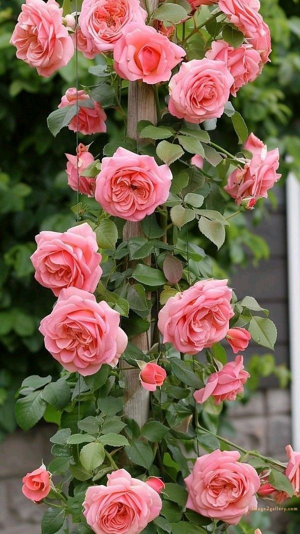 700+ Cute Flower Wallpaper Free Download | Beautiful Flowers Wallpapers for Mobile | 324 beautiful rose wallpaper -(8)