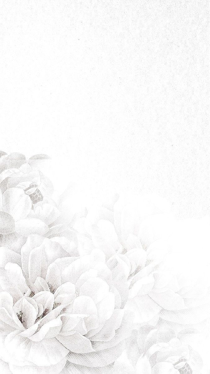 500+ White Background Image Free Download | White Background | 393 color white wallpaper -(13)