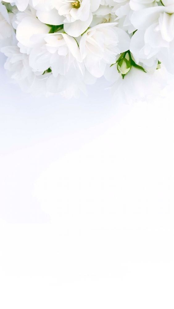 500+ White Background Image Free Download | White Background | 377 color white wallpaper -(27)