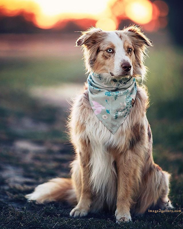 1100+ Dog Images Free Download | Cute Dog Pictures | 748 cute dog images -