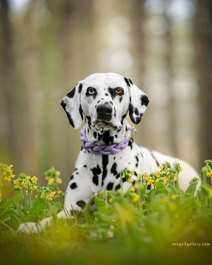 1100+ Dog Images Free Download | Cute Dog Pictures | 769 cute dog images -(1)