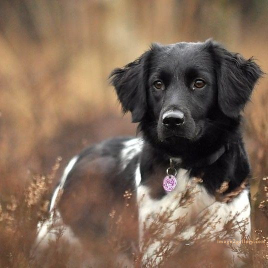 1100+ Dog Images Free Download | Cute Dog Pictures | 759 cute dog images -(10)