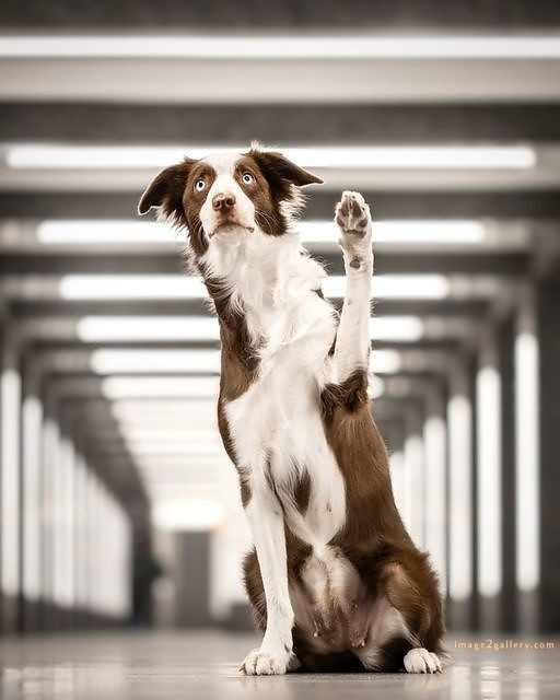 1100+ Dog Images Free Download | Cute Dog Pictures | 754 cute dog images -(12)