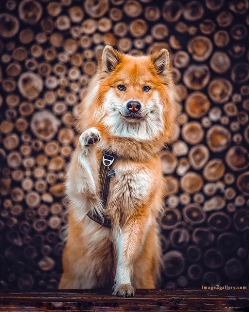 1100+ Dog Images Free Download | Cute Dog Pictures | 753 cute dog images -(13)