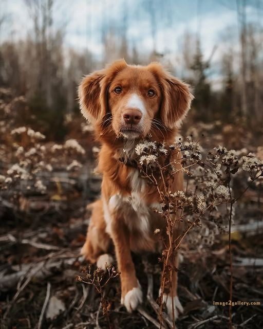 1100+ Dog Images Free Download | Cute Dog Pictures | 751 cute dog images -(14)