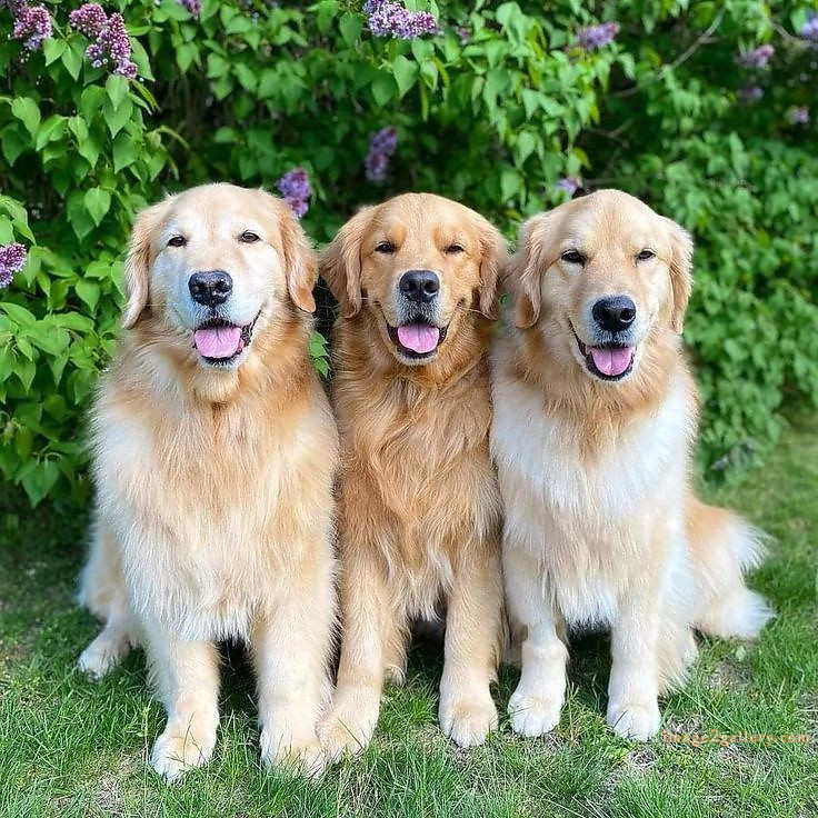 1100+ Dog Images Free Download | Cute Dog Pictures | 745 cute dog images -(17)