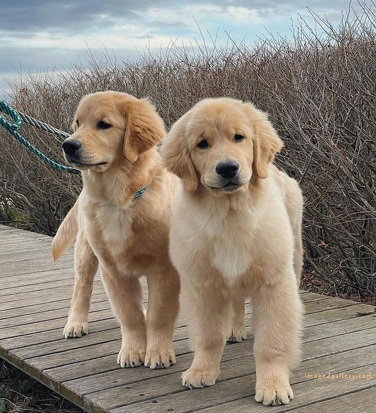 1100+ Dog Images Free Download | Cute Dog Pictures | 746 cute dog images -(18)