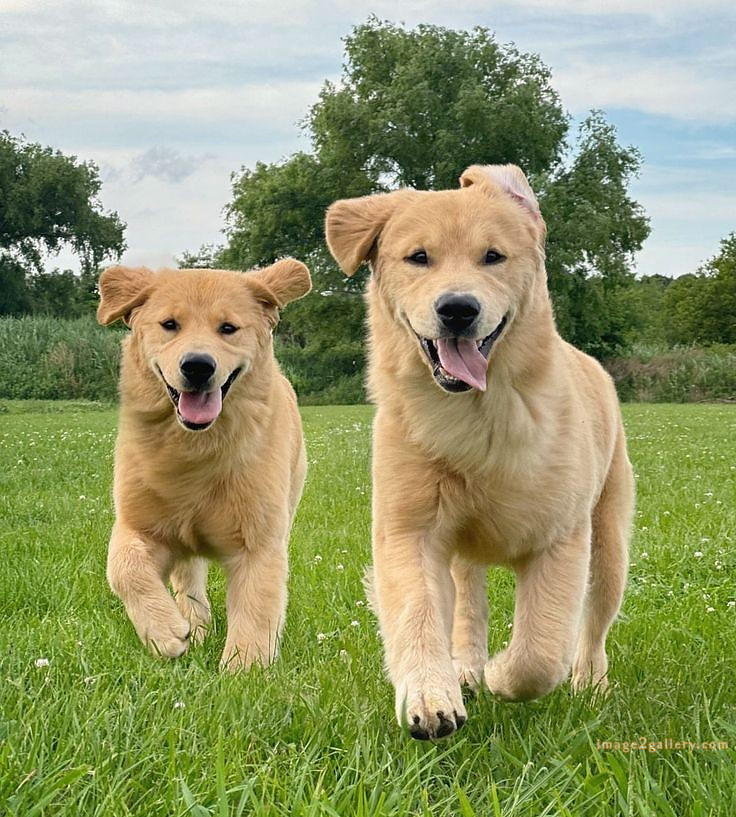 1100+ Dog Images Free Download | Cute Dog Pictures | 747 cute dog images -(19)