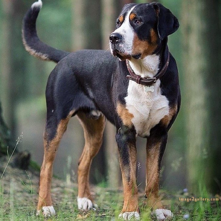 1100+ Dog Images Free Download | Cute Dog Pictures | 764 cute dog images -(2)