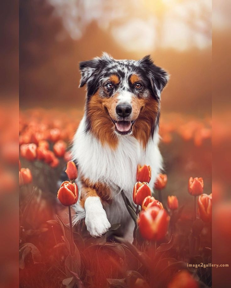 1100+ Dog Images Free Download | Cute Dog Pictures | 763 cute dog images -(3)