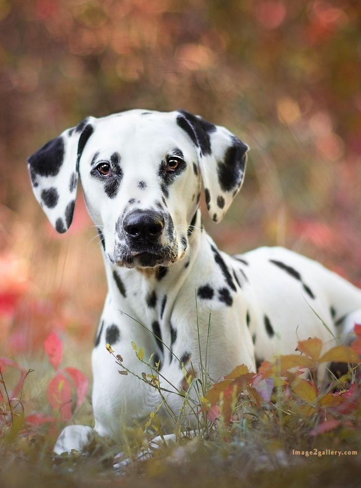 1100+ Dog Images Free Download | Cute Dog Pictures | 762 cute dog images -(4)