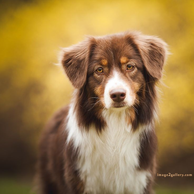 1100+ Dog Images Free Download | Cute Dog Pictures | 760 cute dog images -(6)