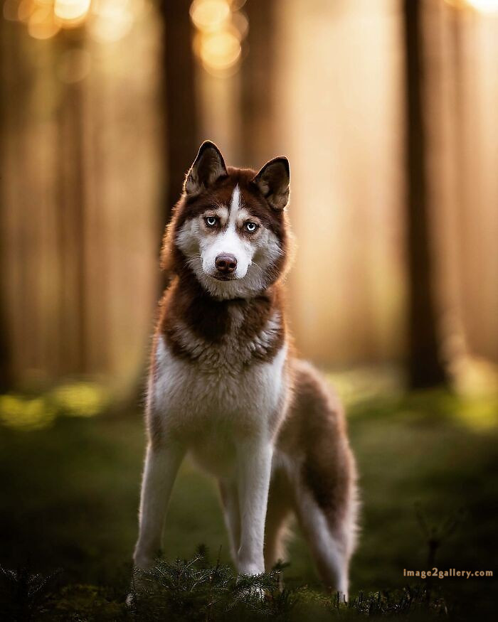 1100+ Dog Images Free Download | Cute Dog Pictures | 755 cute dog images -(7)