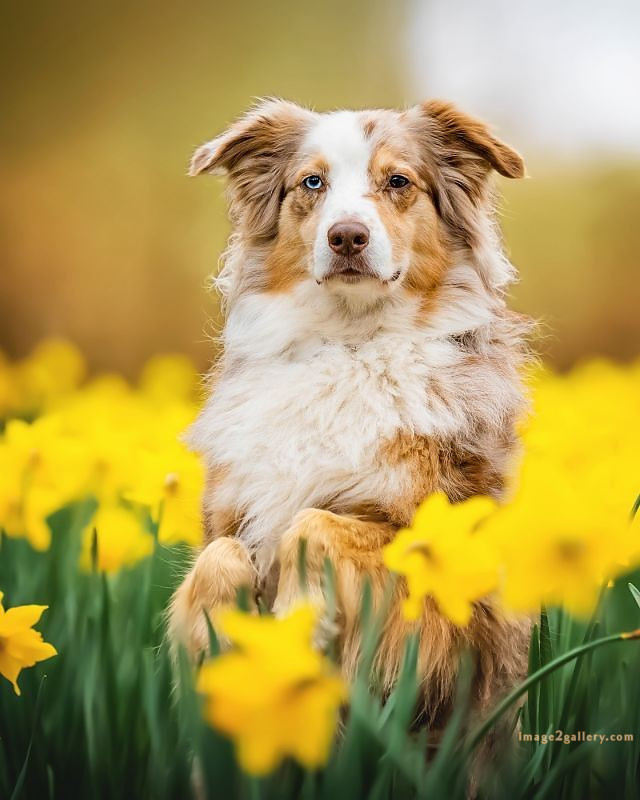 1100+ Dog Images Free Download | Cute Dog Pictures | 744 cute dog images for dp -(1)
