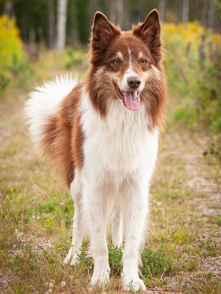 1100+ Dog Images Free Download | Cute Dog Pictures | 732 cute dog images for dp -(14)