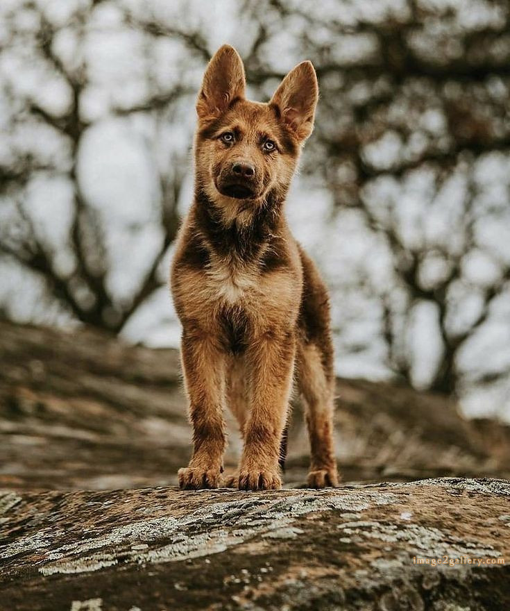 1100+ Dog Images Free Download | Cute Dog Pictures | 733 cute dog images for dp -(15)