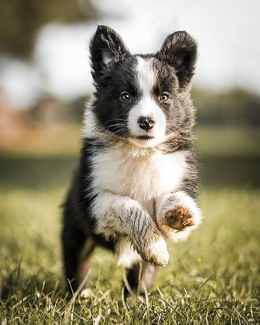 1100+ Dog Images Free Download | Cute Dog Pictures | 734 cute dog images for dp -(16)
