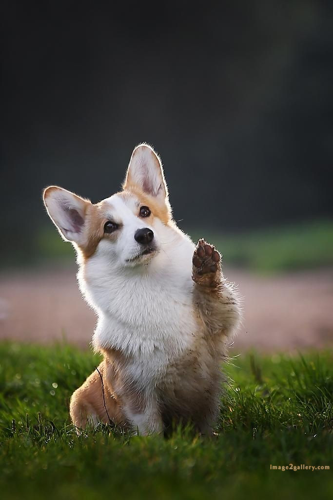 1100+ Dog Images Free Download | Cute Dog Pictures | 743 cute dog images for dp -(3)