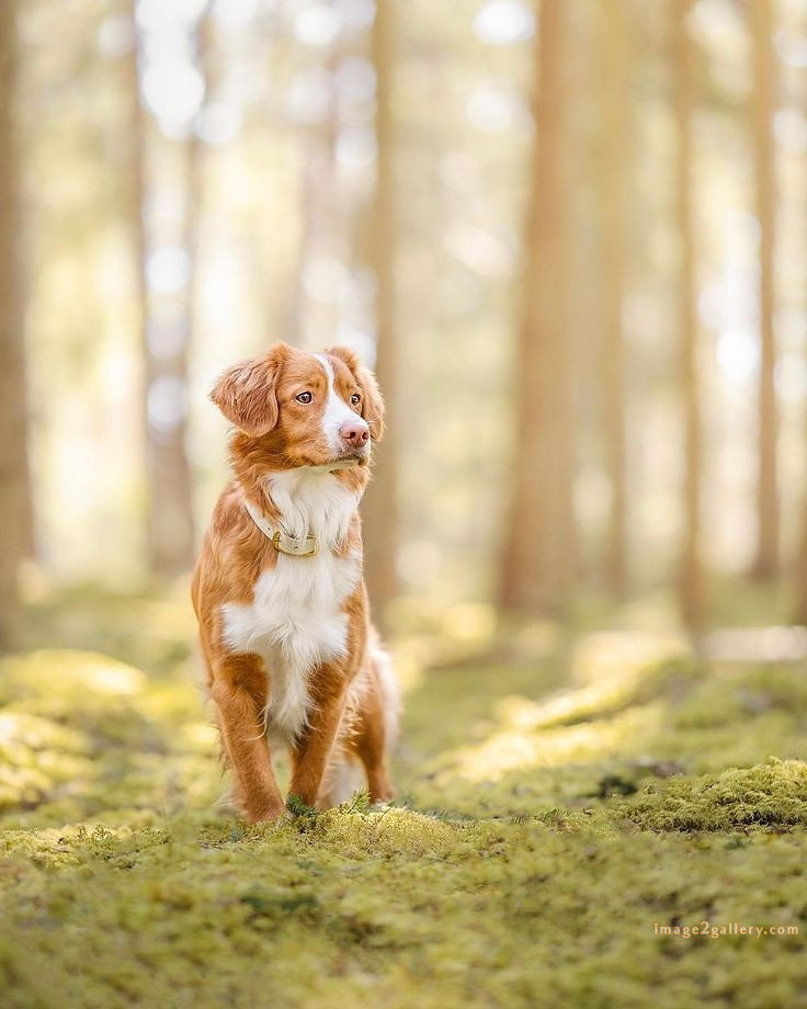 1100+ Dog Images Free Download | Cute Dog Pictures | 737 cute dog images for dp -(9)
