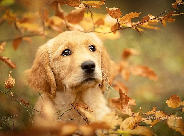 1100+ Dog Images Free Download | Cute Dog Pictures | 709 cute dog images hd -(4)