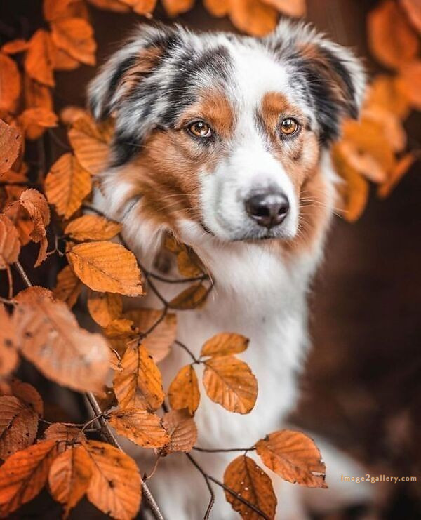1100+ Dog Images Free Download | Cute Dog Pictures | 728 cute dog images hd -(1)