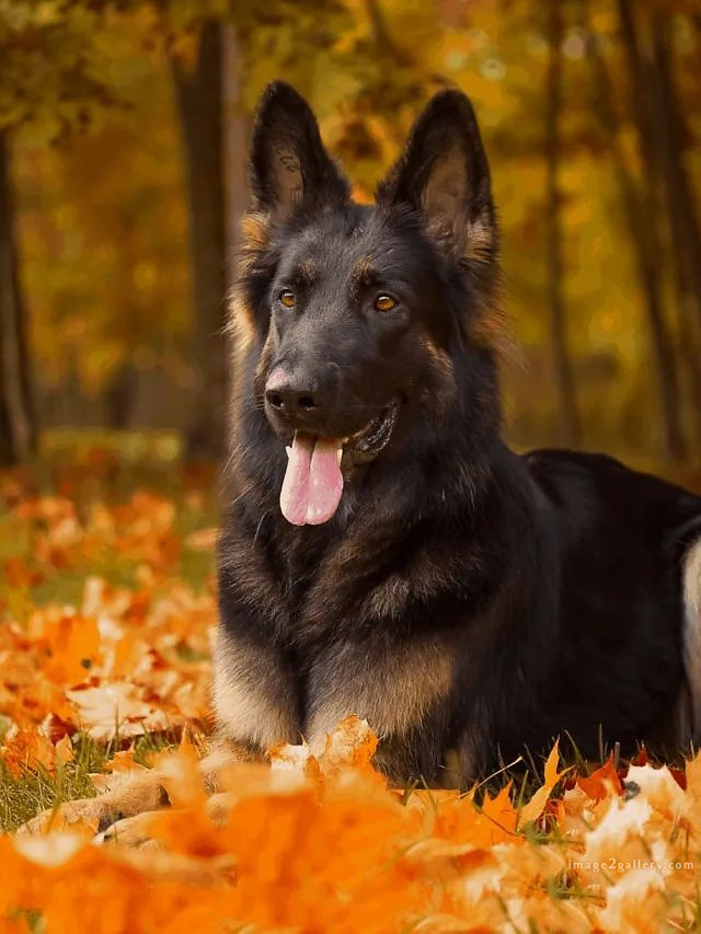 1100+ Dog Images Free Download | Cute Dog Pictures | 718 cute dog images hd -(11)