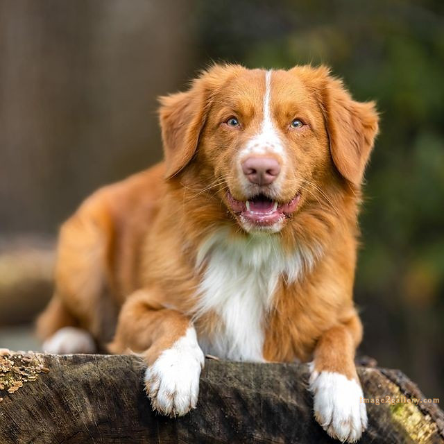 1100+ Dog Images Free Download | Cute Dog Pictures | 711 cute dog images hd -(12)