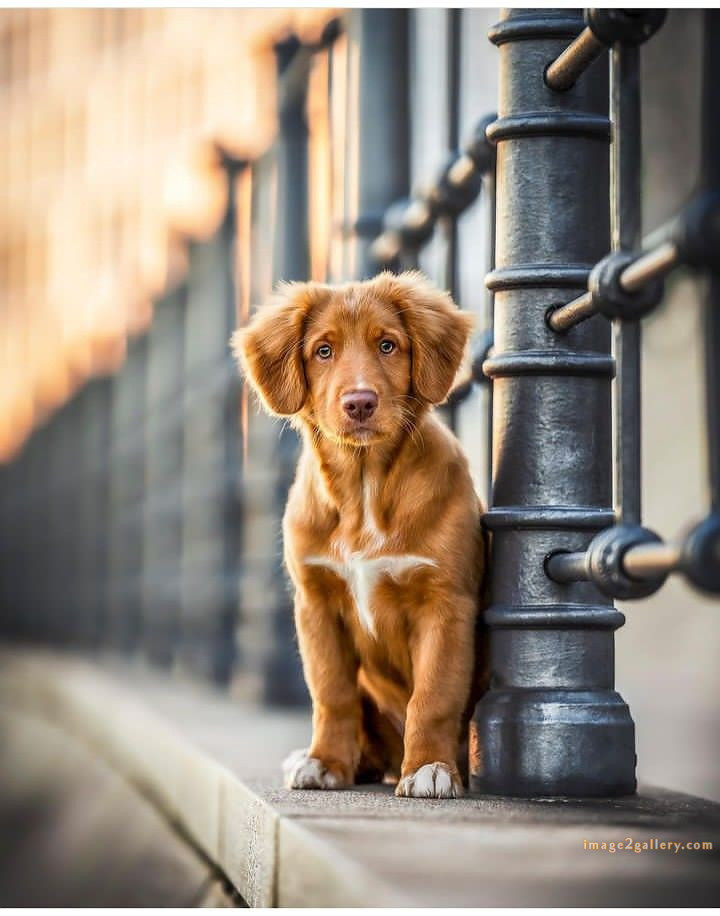 1100+ Dog Images Free Download | Cute Dog Pictures | 712 cute dog images hd -(14)
