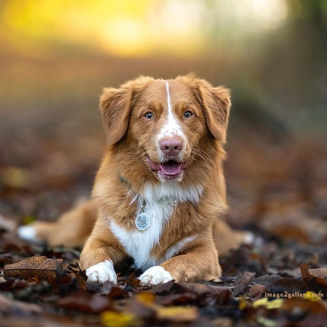 1100+ Dog Images Free Download | Cute Dog Pictures | 713 cute dog images hd -(15)
