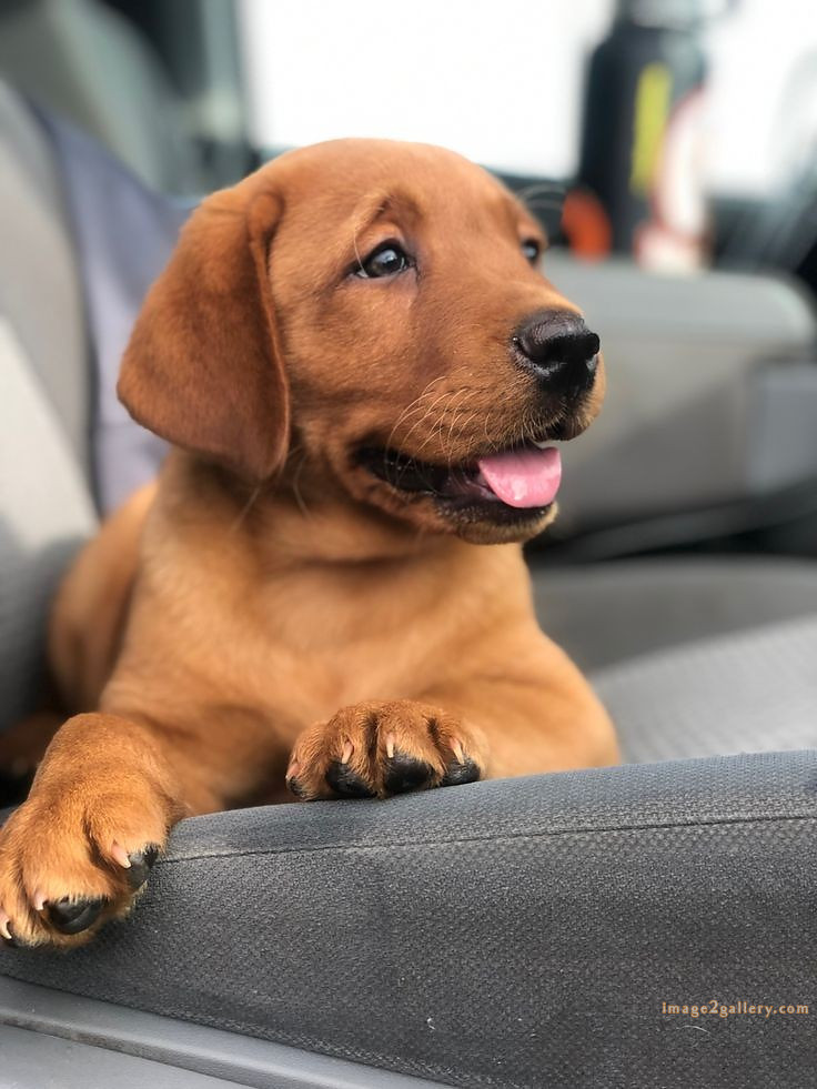 1100+ Dog Images Free Download | Cute Dog Pictures | 705 cute dog images hd -(17)