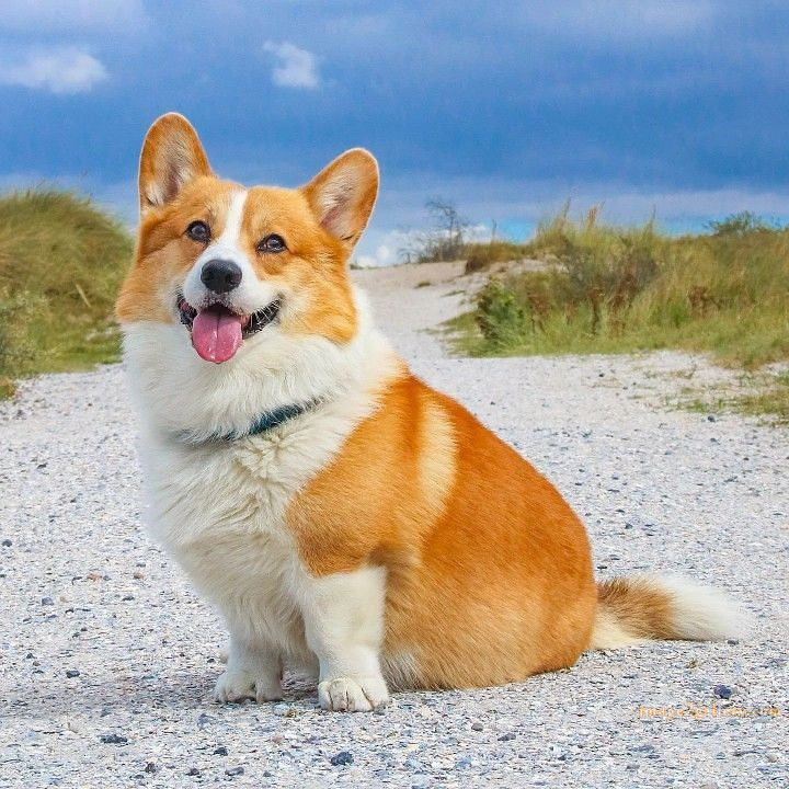 1100+ Dog Images Free Download | Cute Dog Pictures | 706 cute dog images hd -(18)