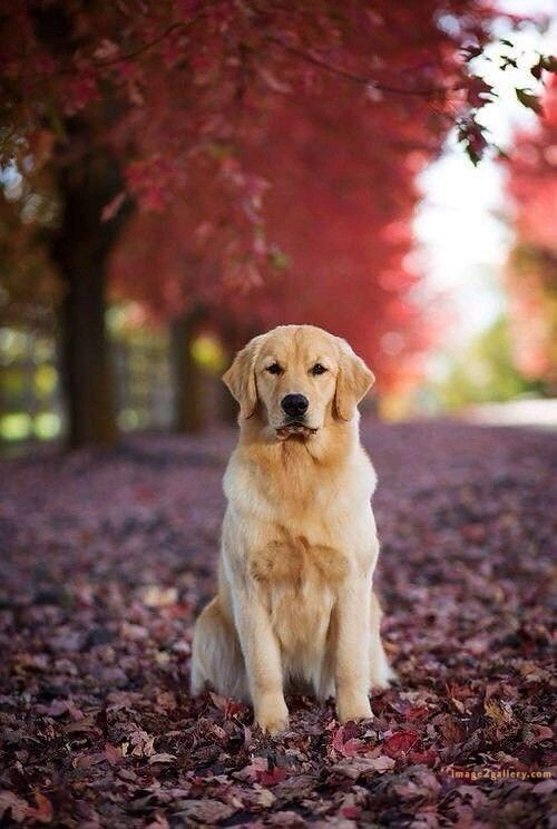 1100+ Dog Images Free Download | Cute Dog Pictures | 707 cute dog images hd -(19)