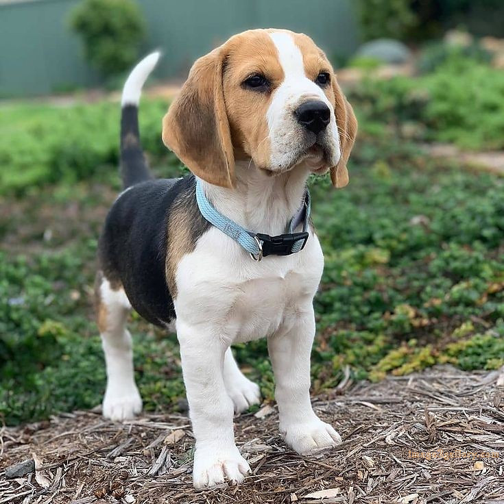 1100+ Dog Images Free Download | Cute Dog Pictures | 720 cute dog images hd -(2)