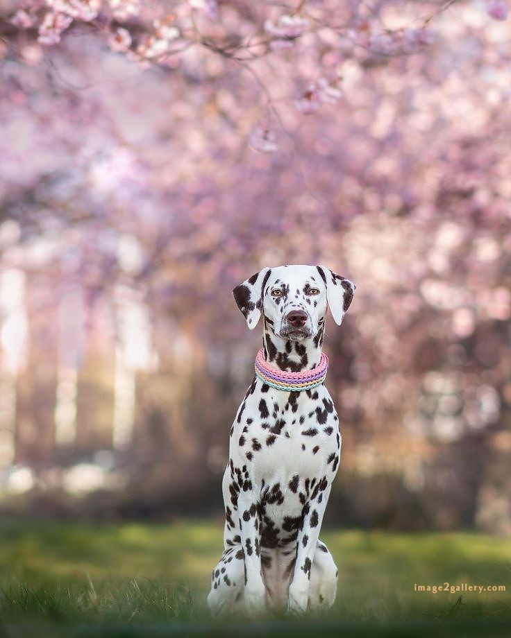 1100+ Dog Images Free Download | Cute Dog Pictures | 721 cute dog images hd -(3)