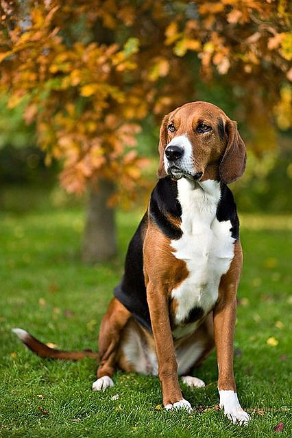 1100+ Dog Images Free Download | Cute Dog Pictures | 722 cute dog images hd -(4)